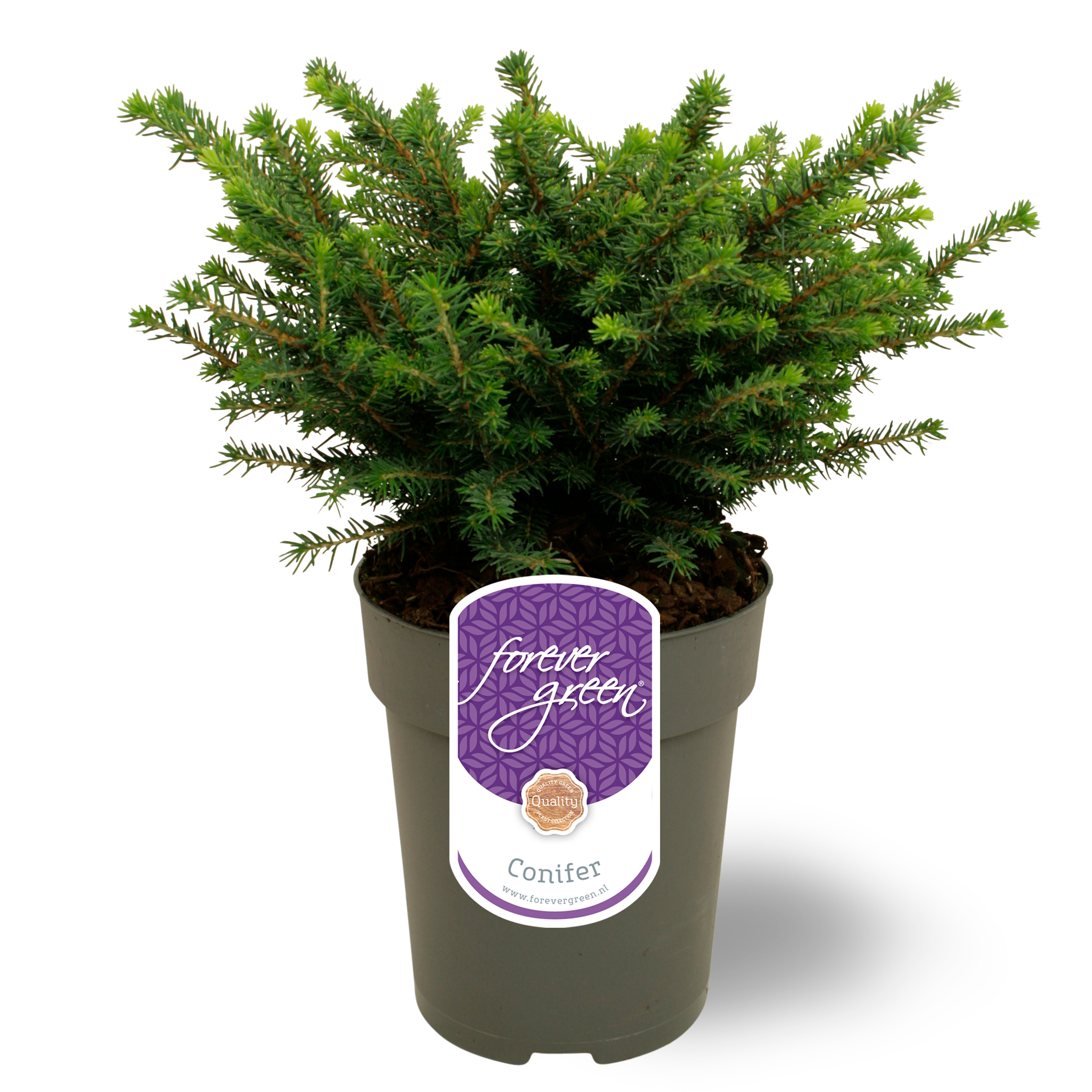 Picture of Picea omorika 'Karel' P15 - Forever Green®