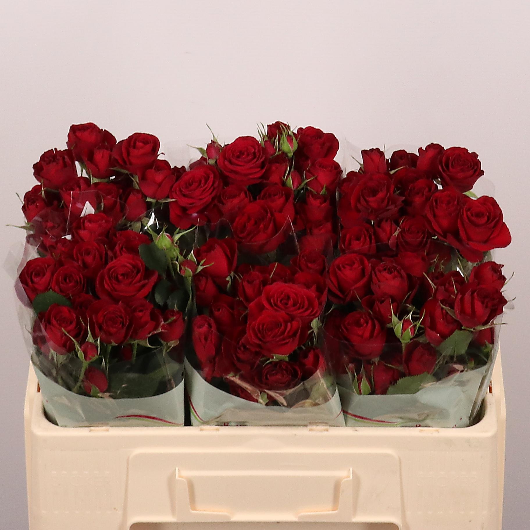 Rosa Spr Red Trendsetter 50cm