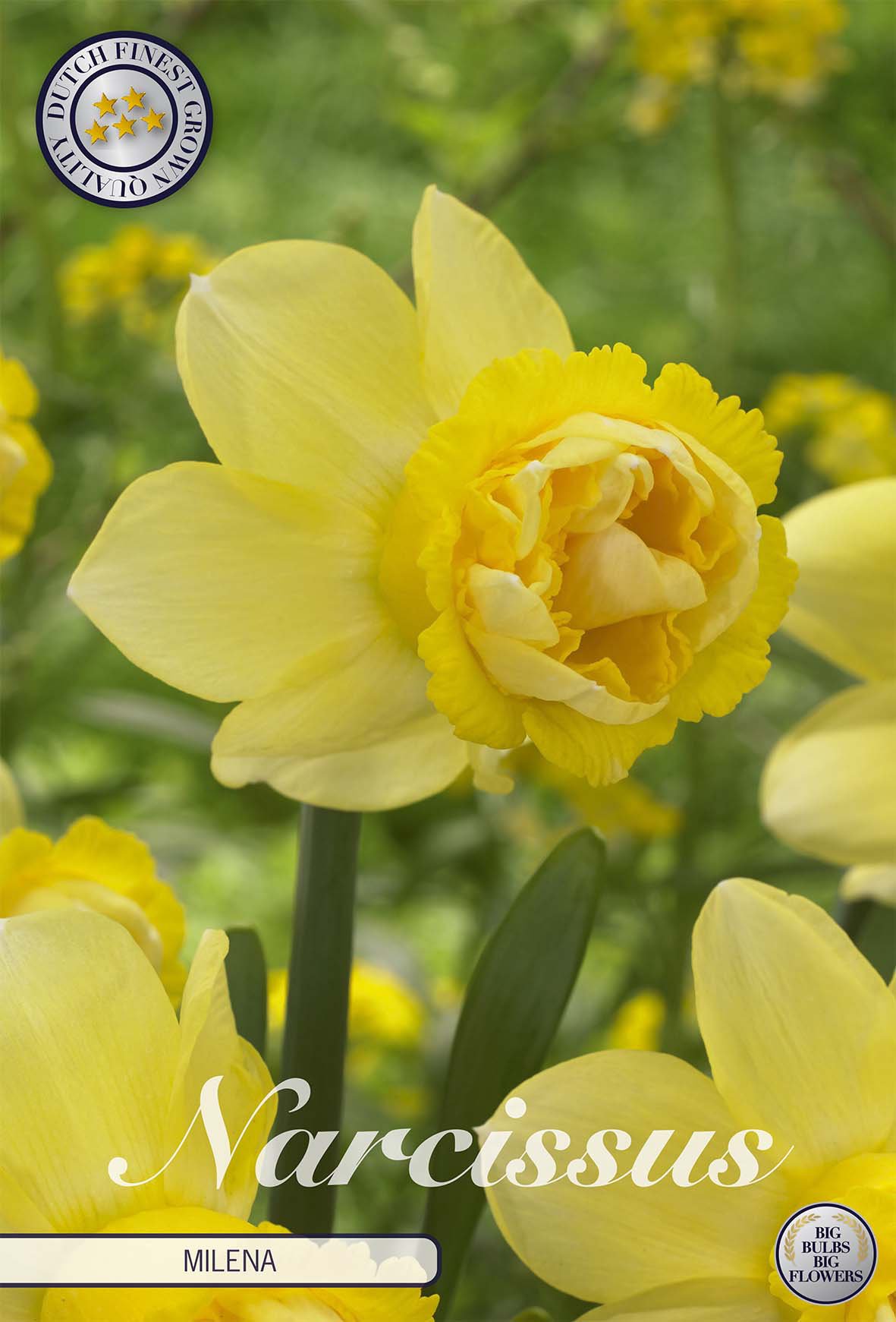 Narcissus (D) Milena