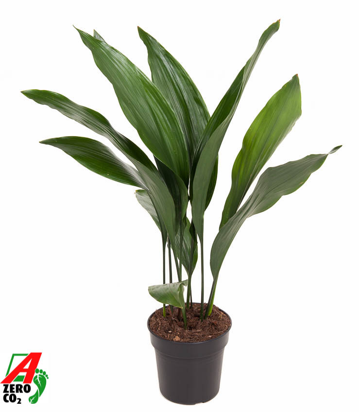 Picture of Aspidistra elatior 10+ Leaafs P17 70CM