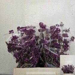 Callic Overig 50cm
