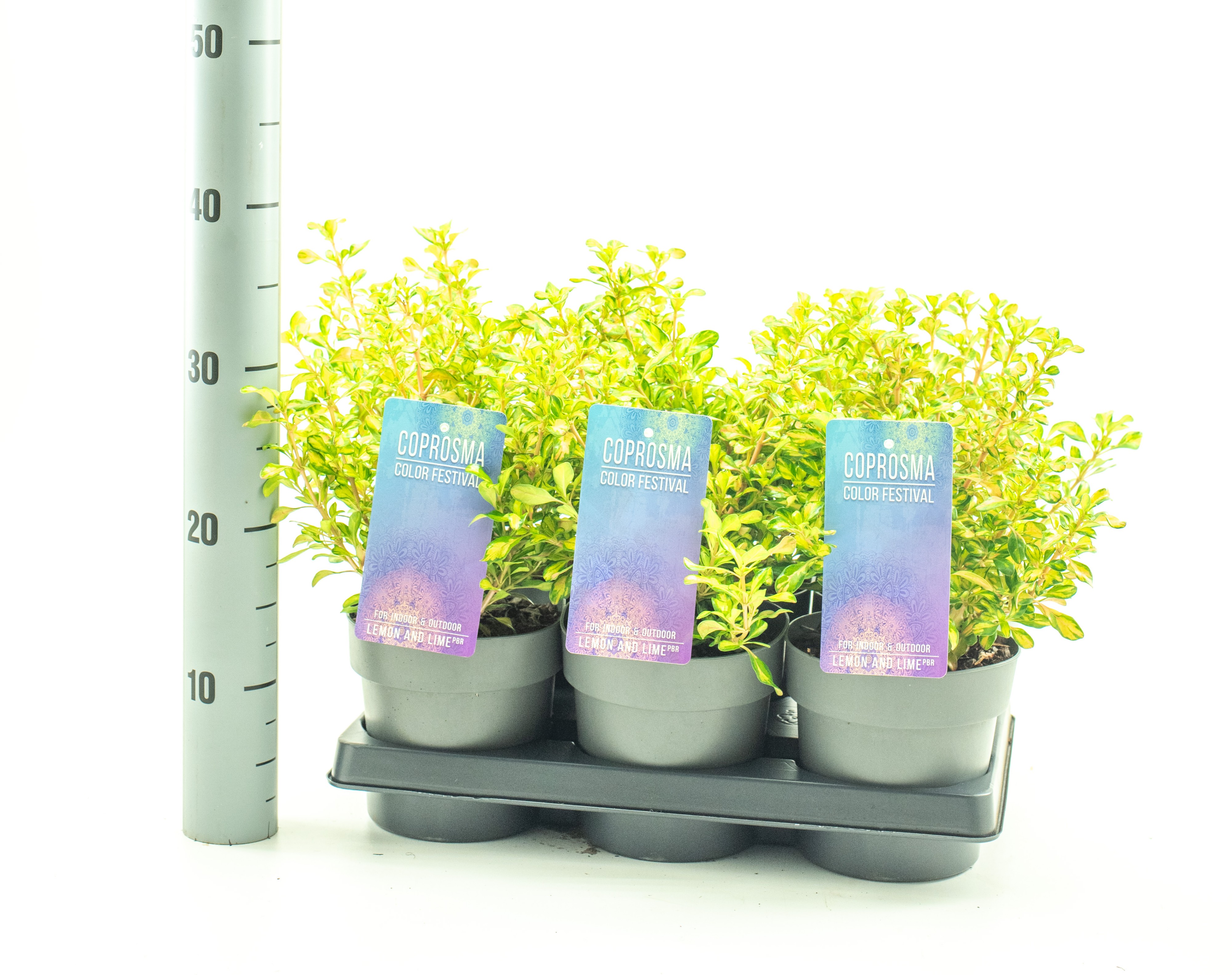 Picture of Coprosma Lemon and Lime Color Festival serie P15