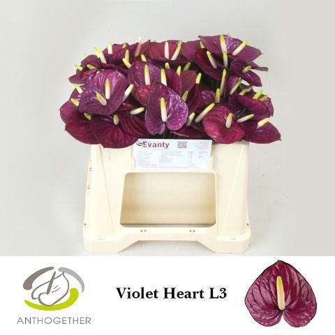 Anth A Violet Heart
