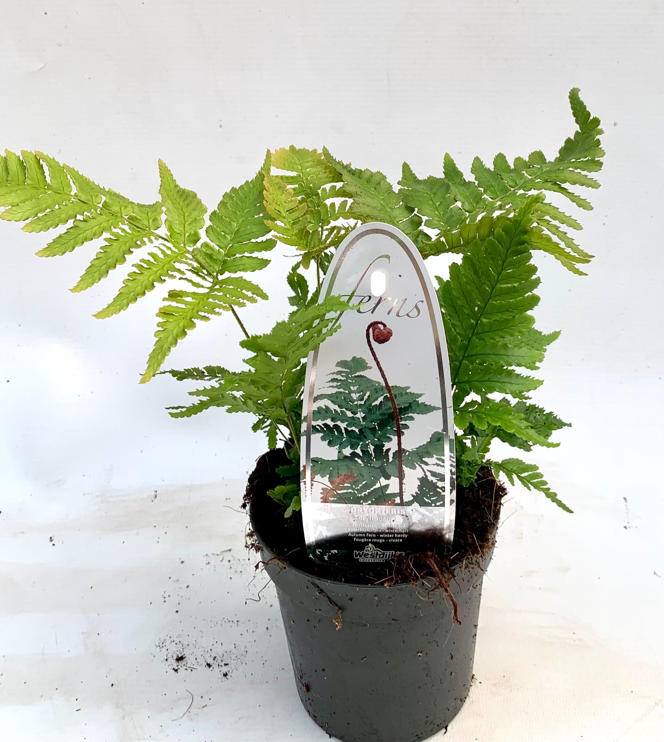 Dryopteris erythrosora