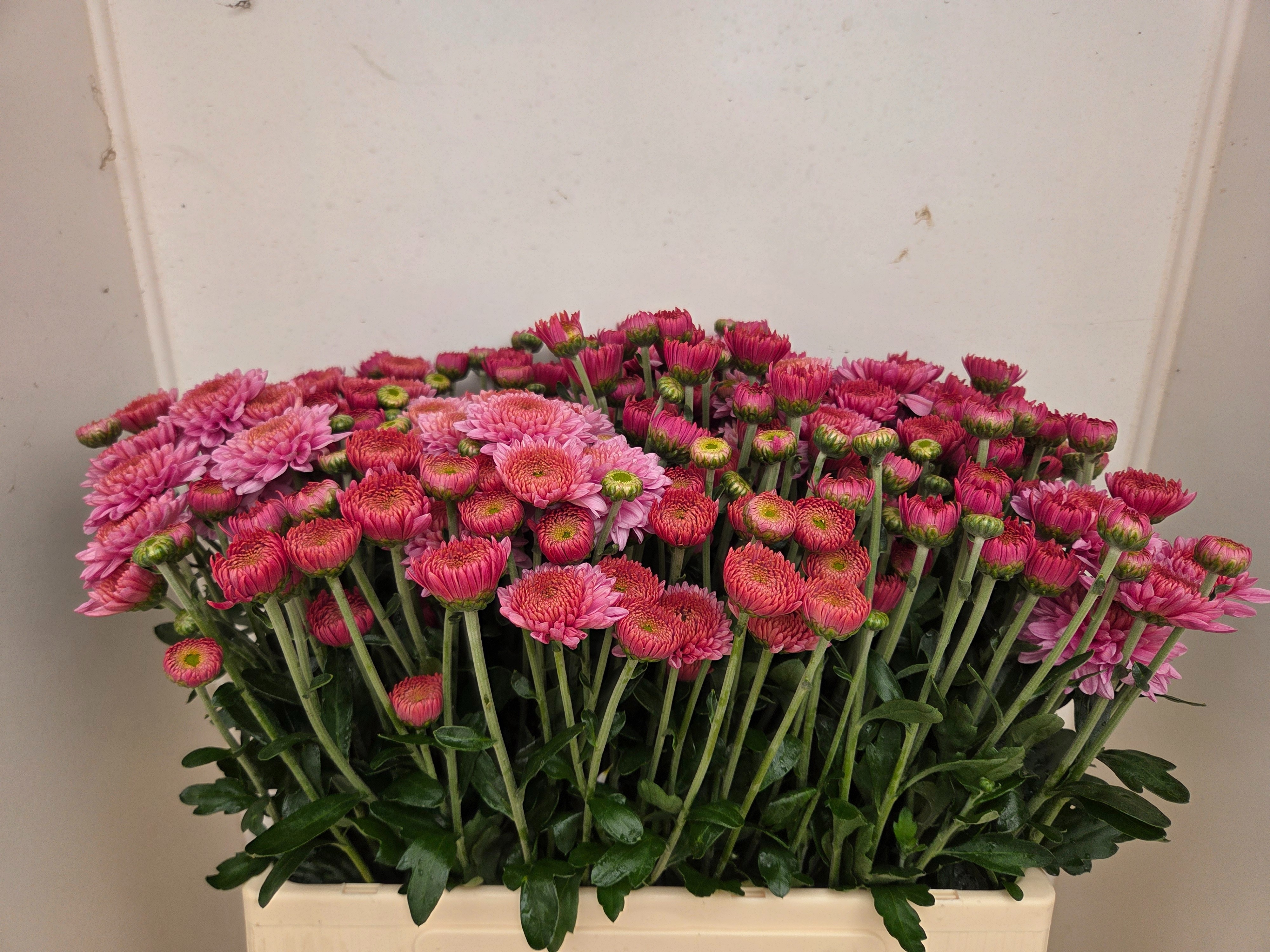 Chrys Spray Blenda 60cm
