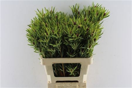 Leucadendron Red Gem 60cm
