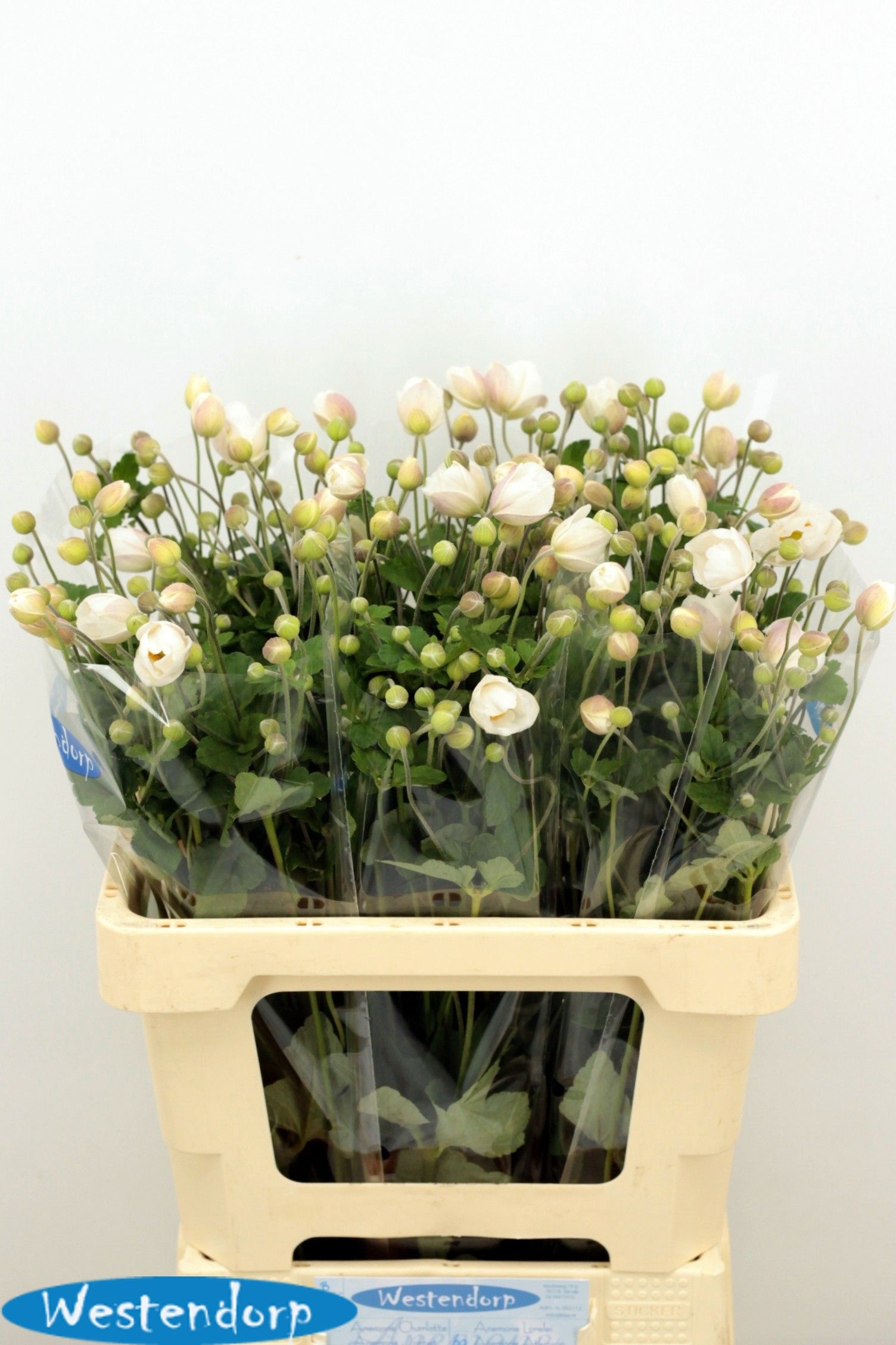 Anemone 60cm