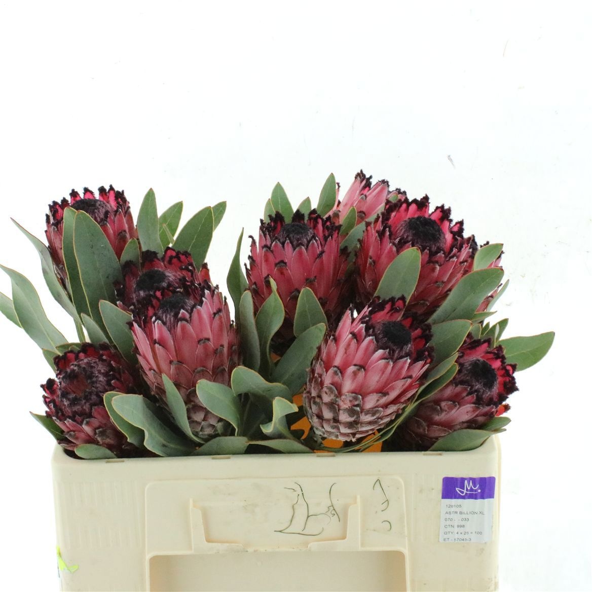 Protea Rubens 50cm