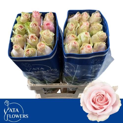 Rosa Frutteto 50cm