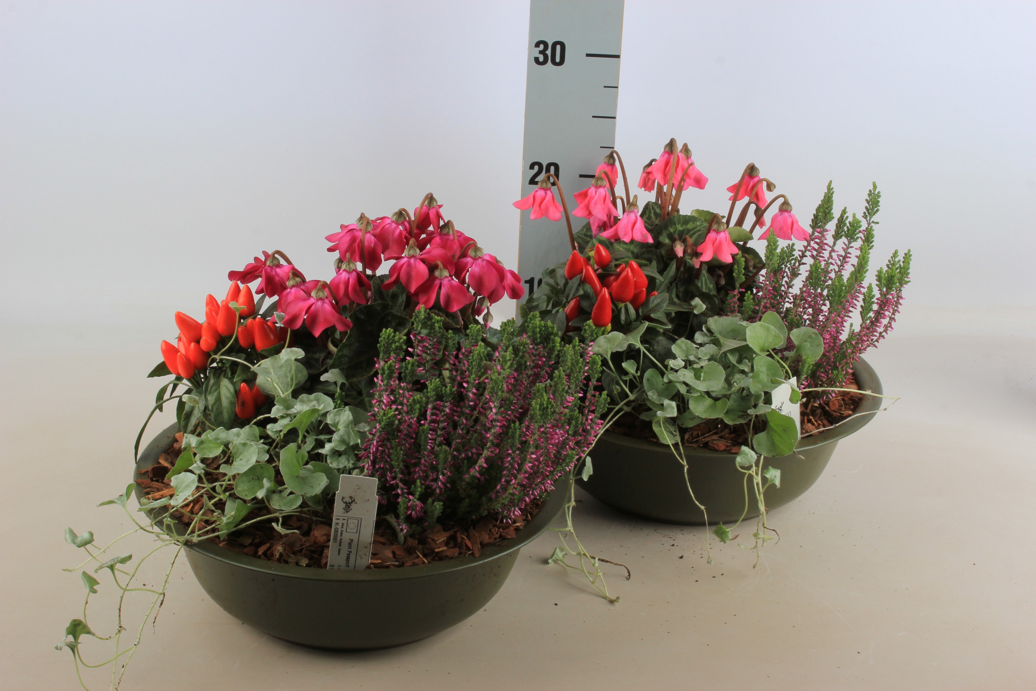 Arr Tuinplanten 30P 20cm 22bloei