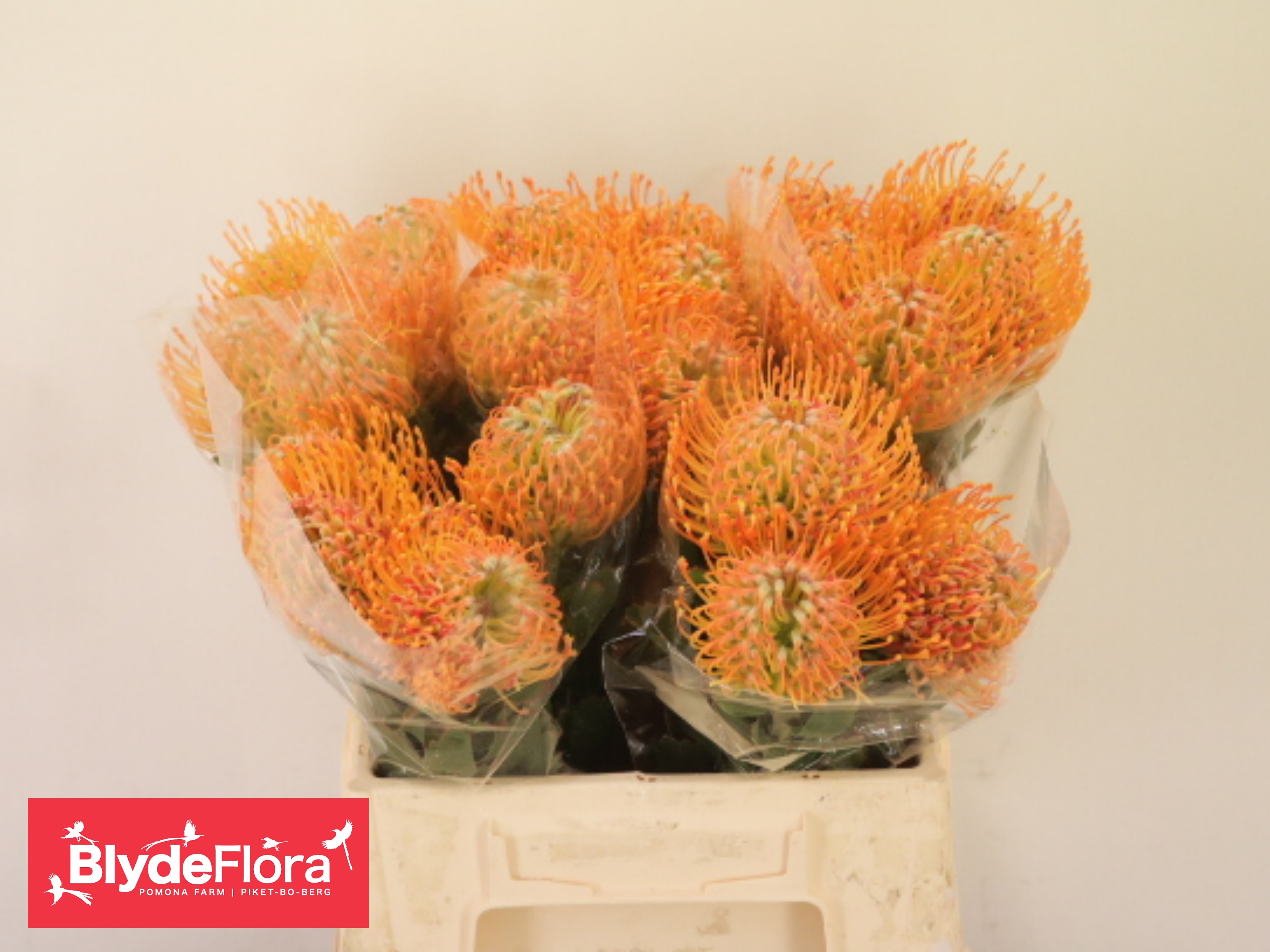 Leucospermum Soleil 35cm