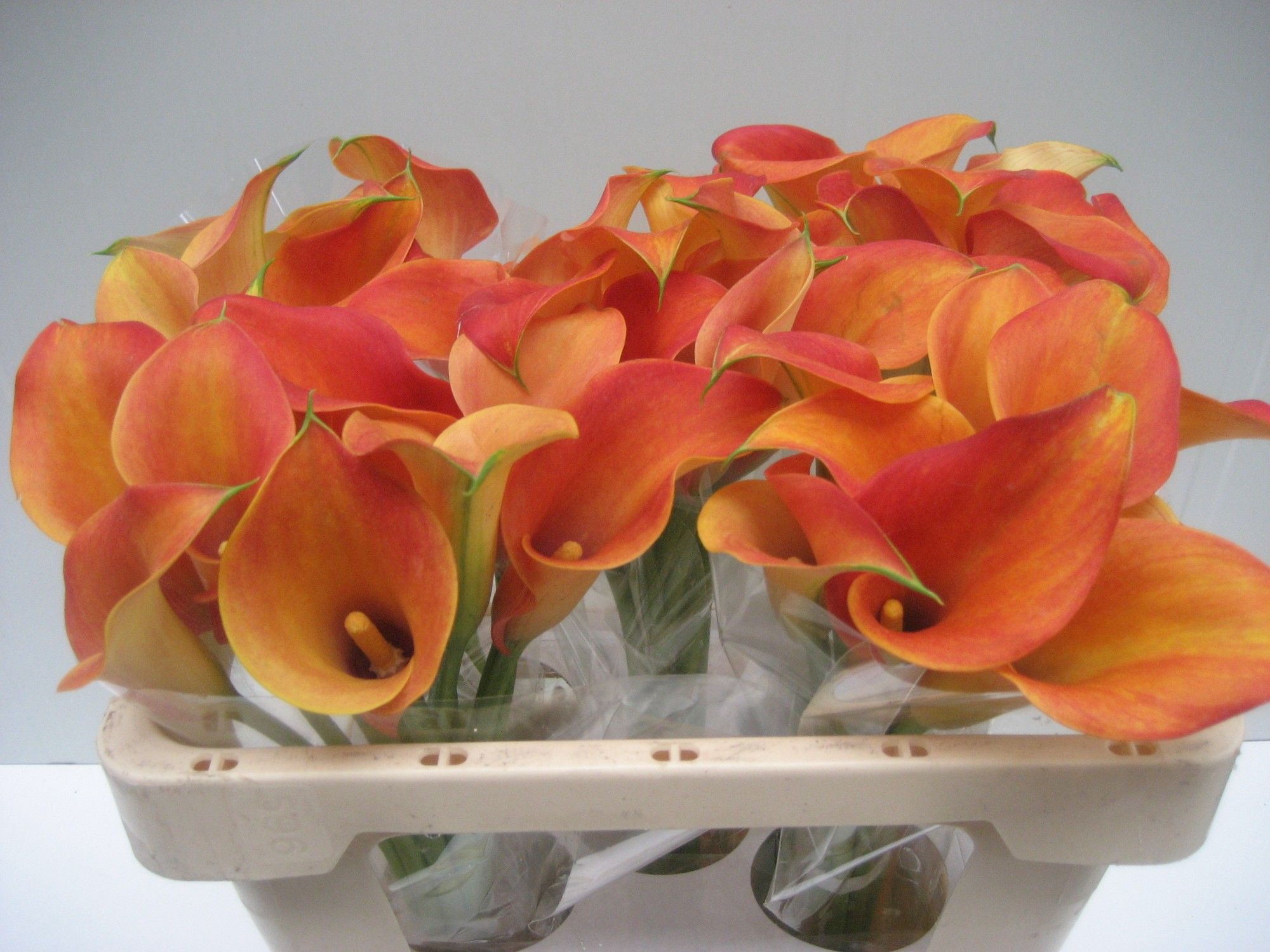 Calla Captain Brunello 50cm