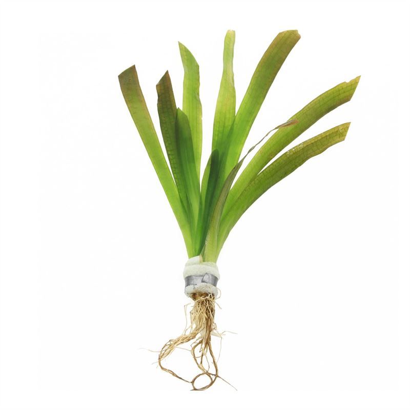 Vallisneria giganthea (Bos)