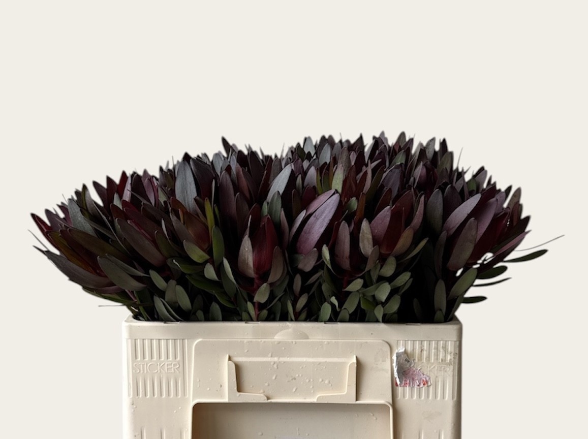 Leucadendron Safari Sunset 50cm