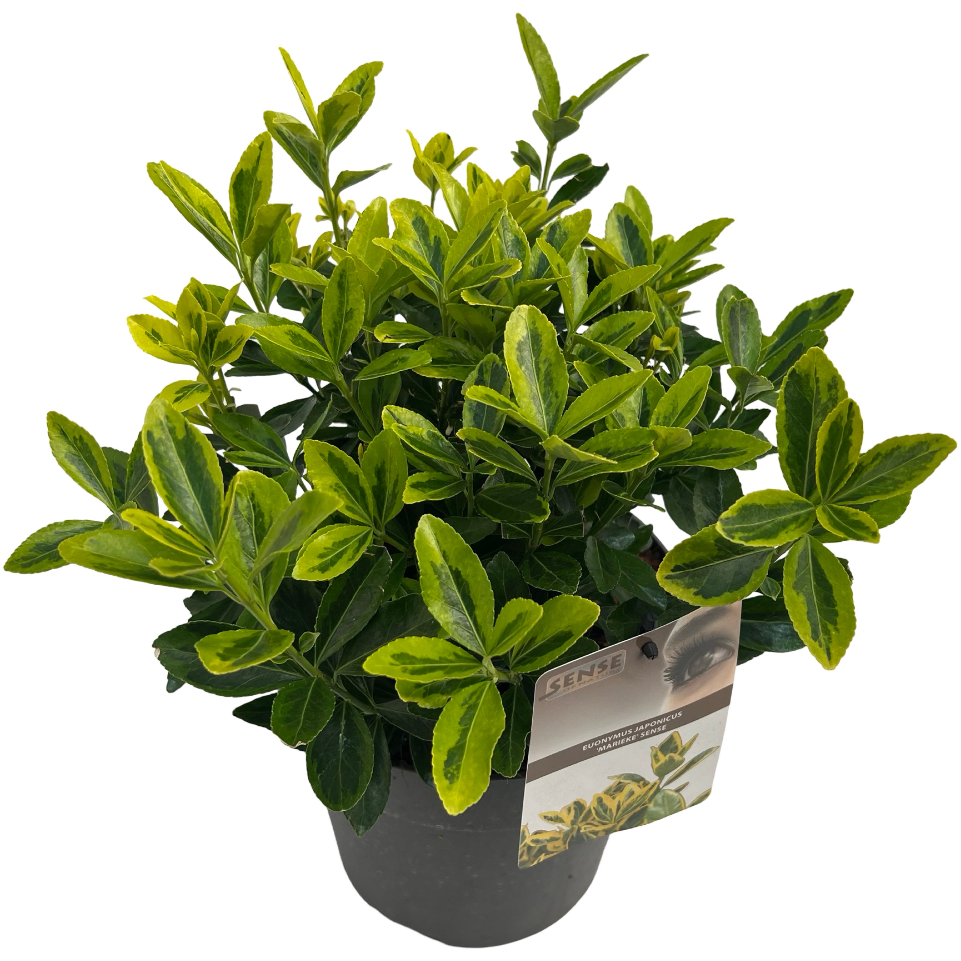 Picture of Euonymus jap. Marieke P23 (5 Ltr)