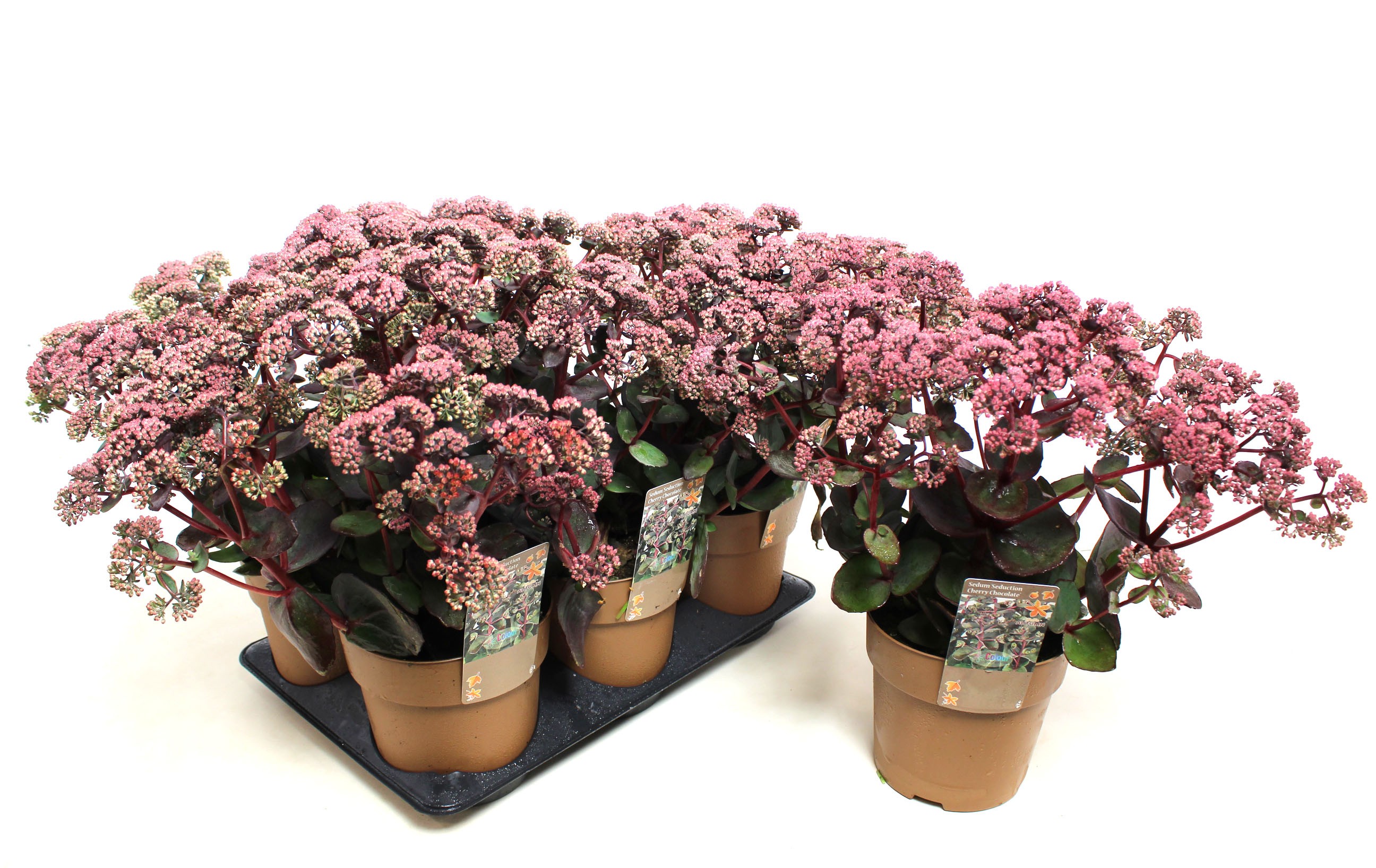 Picture of Sedum Seduction Cherry Chocolate P15