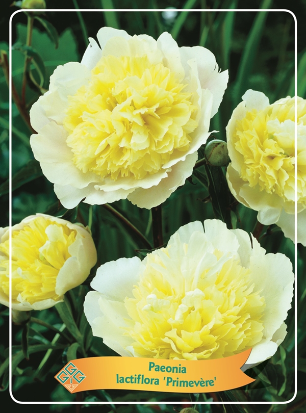 Picture of Paeonia Lactiflora mix 6x10 srt. per shelve P11