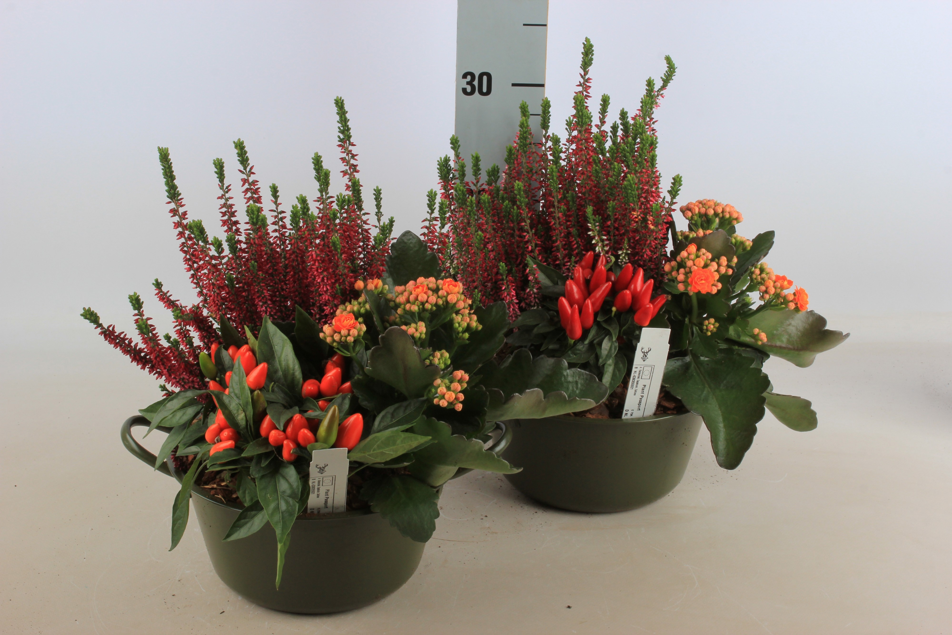 Arrangement Garden Plants 22Ø