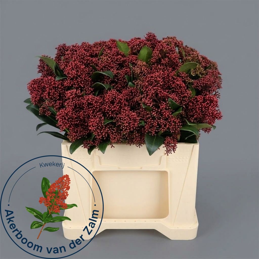 Skimmia Japonica Rubella 35cm