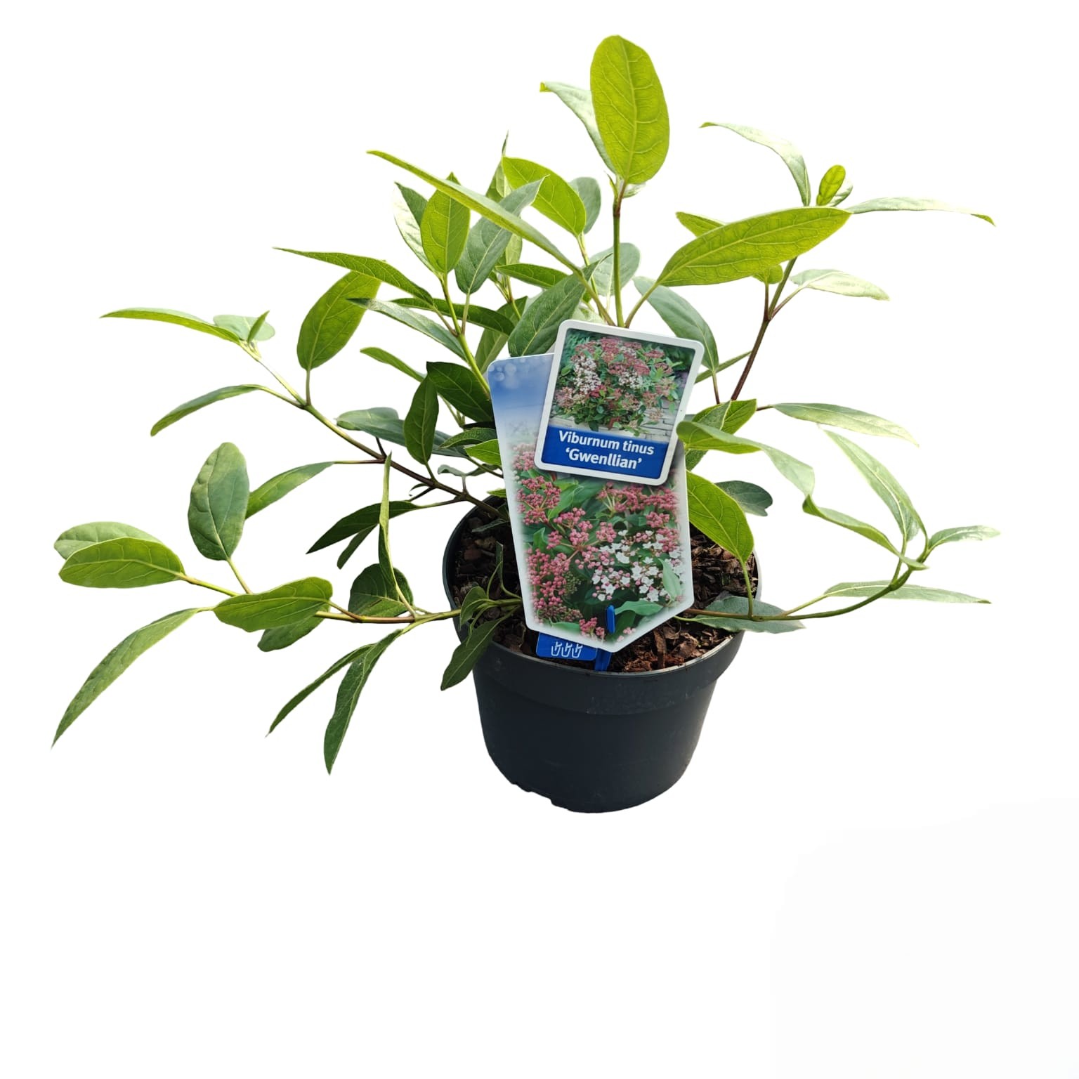 Picture of Viburnum tinus ‘Gwenllian’
