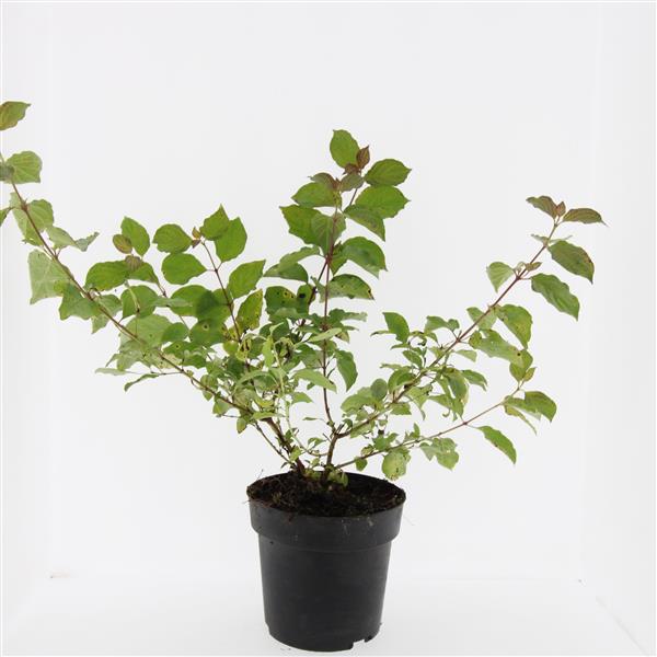 Picture of Cornus sang. Midwinter Fire P17 (2 Ltr) (LOOSE)