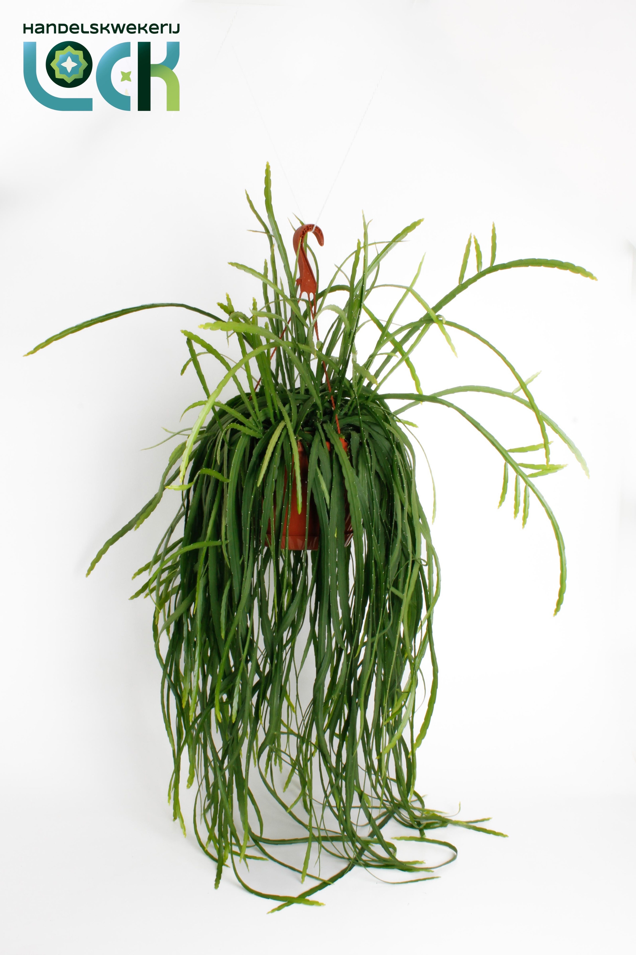 Lepismium Bolivianum 21Ø 30cm
