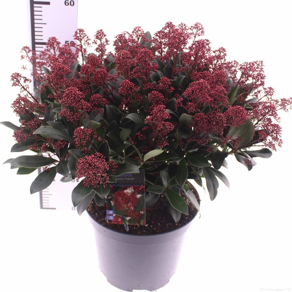 Picture of Skimmia jap. 'Rubella'