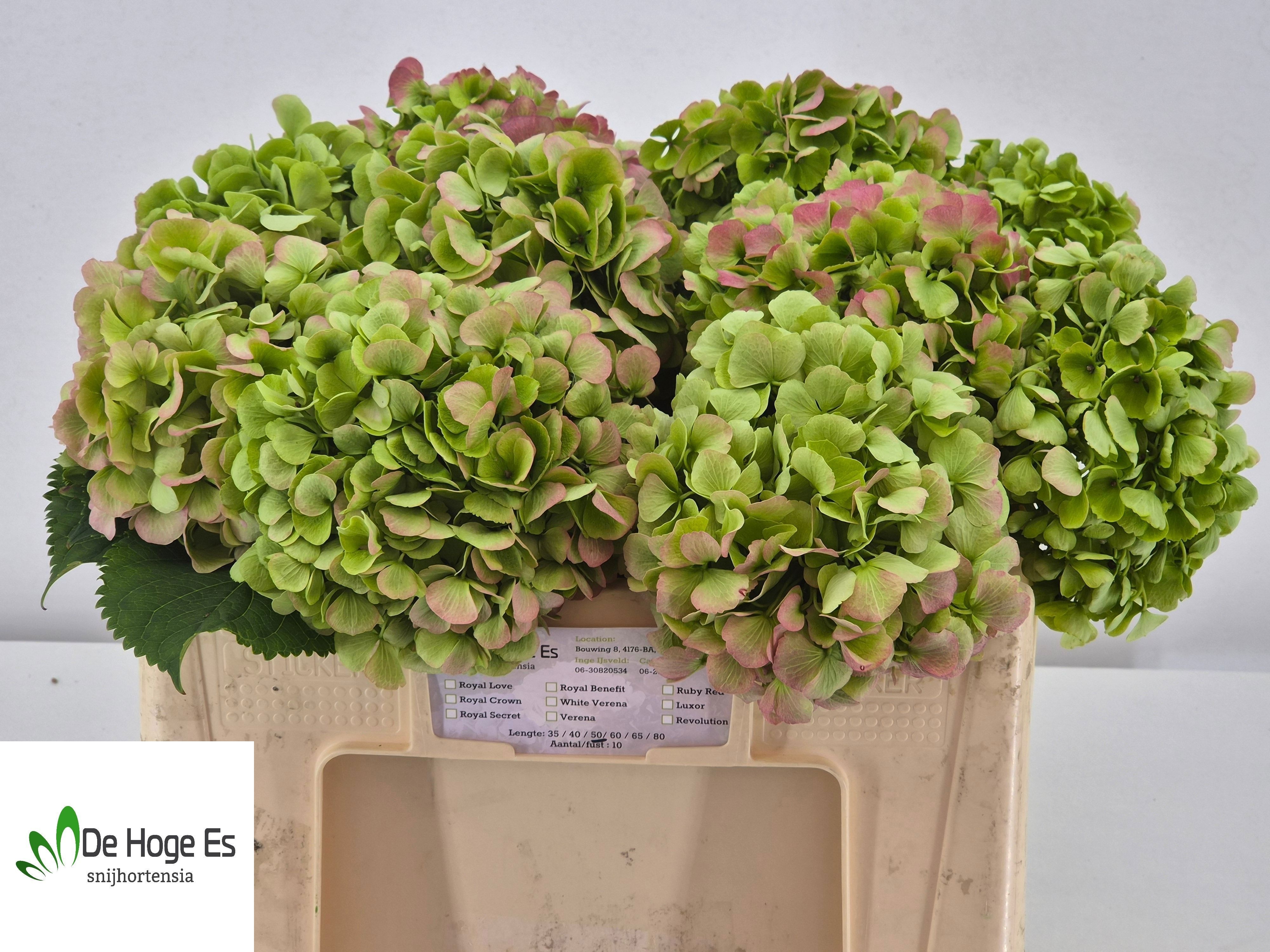 Hydrangea Verena Classic Pink 50cm 17Ø