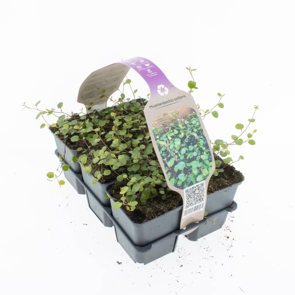 Muehlenbeckia Complexa