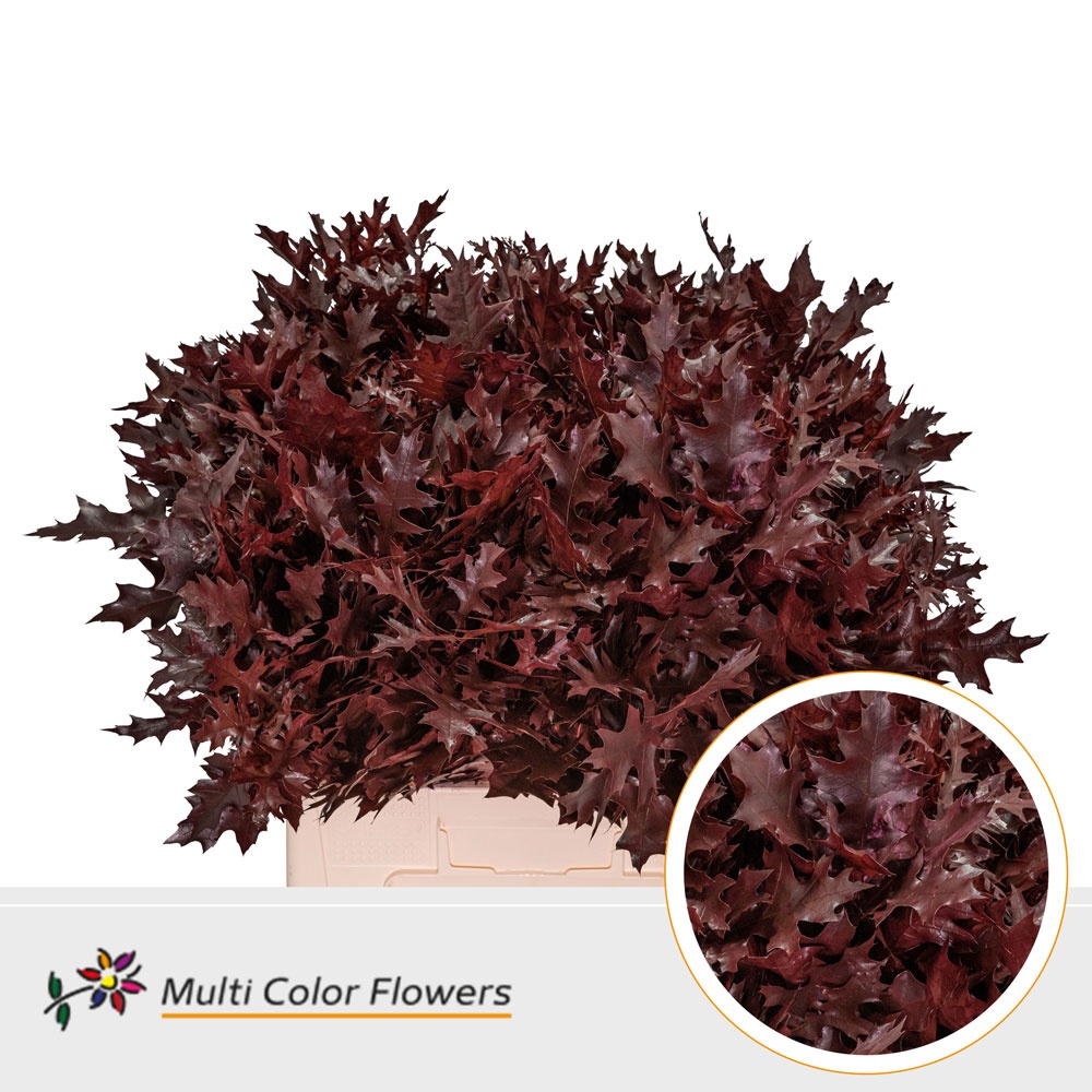 Oak Leaves Preparated/ptd (QUERCUS) 60cm