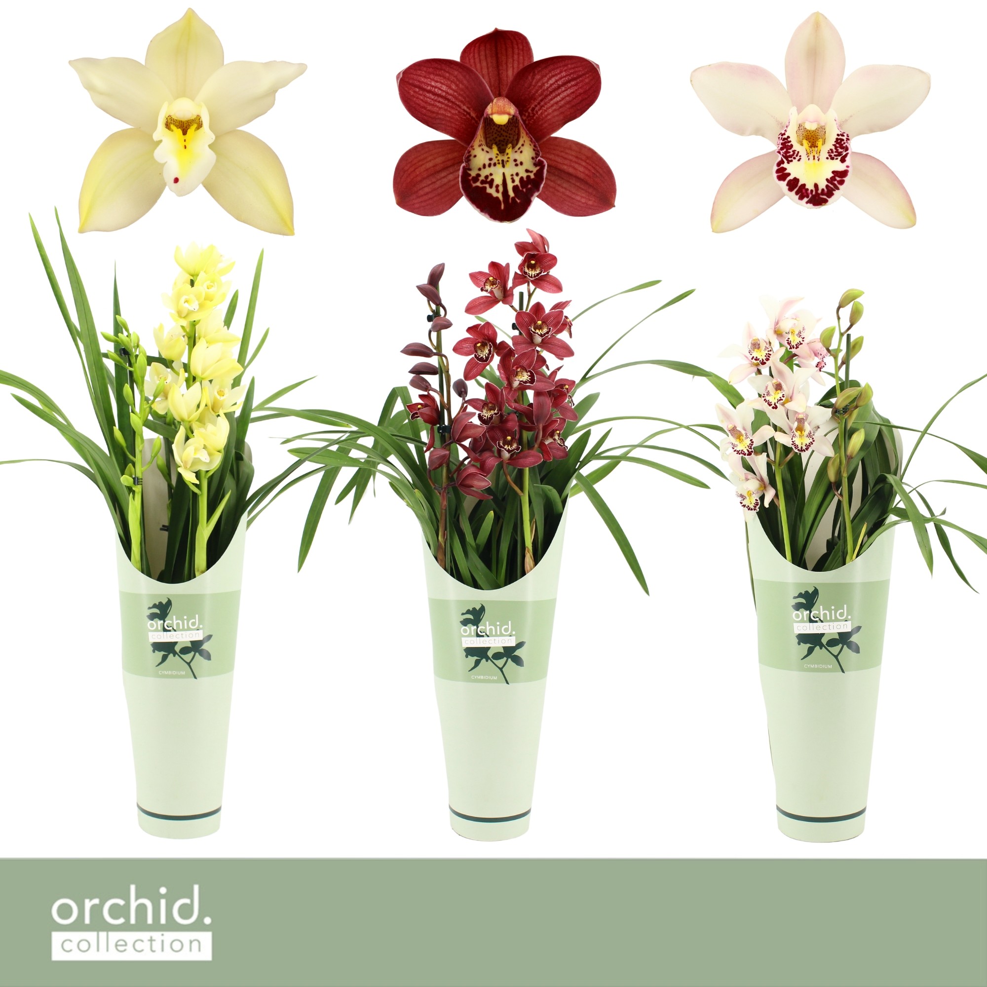 Picture of Cymbidium, Mix 2-Spikes Orchid Collection Potcover P14 65CM