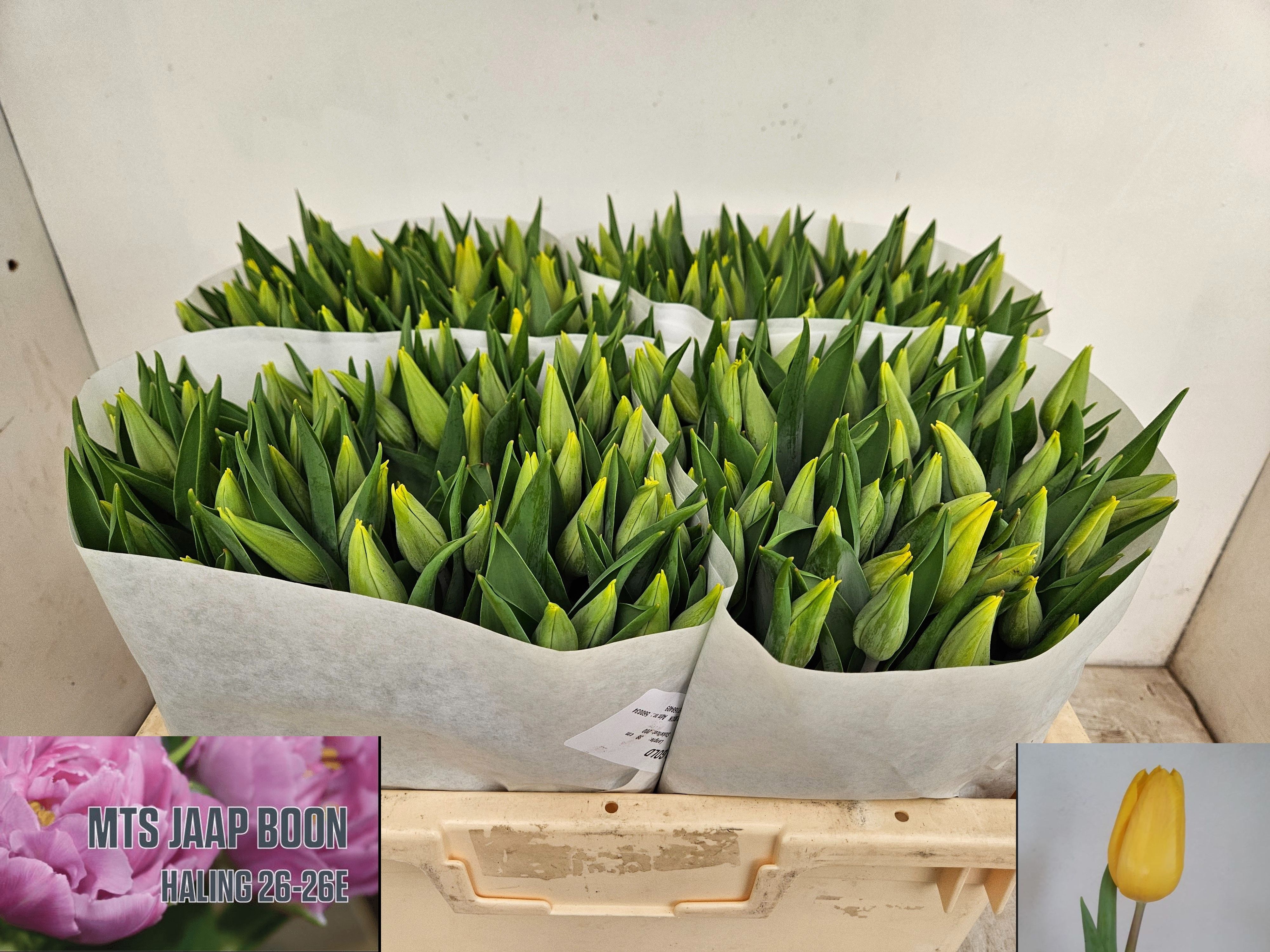 Tulipa Strong Gold 36cm 27gram