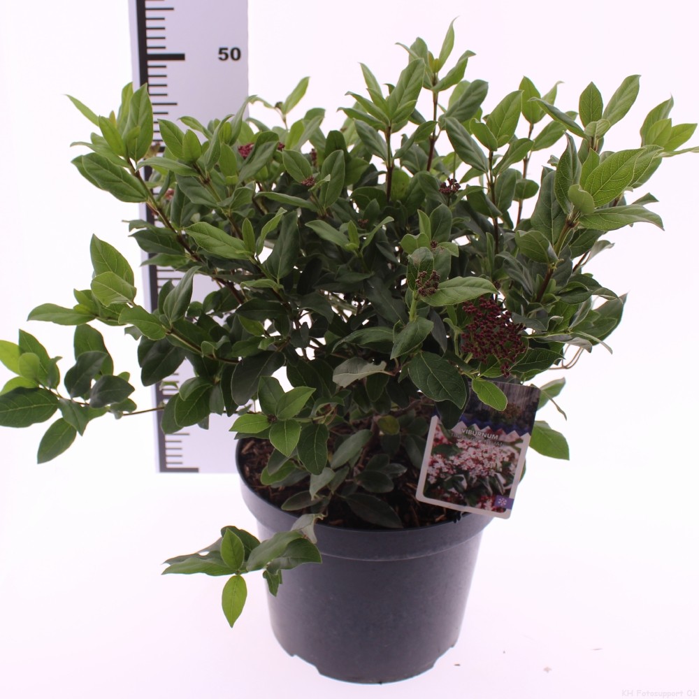 Picture of Viburnum tinus 'Gwenllian'