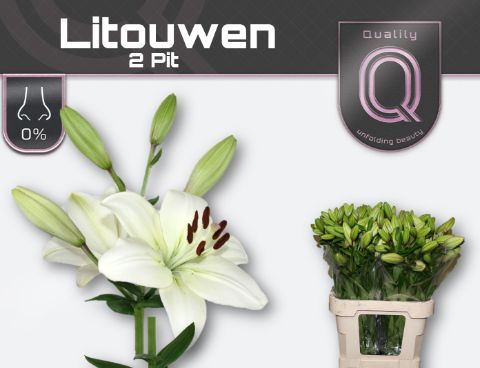 Li La Litouwen 80L.cm 20+knop 23bloei