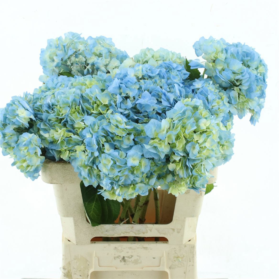 Hydrangea 60cm 19Ø
