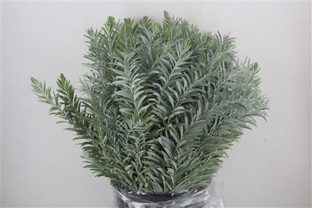 Acacia (MIMOSA) Pb 60cm 200gram
