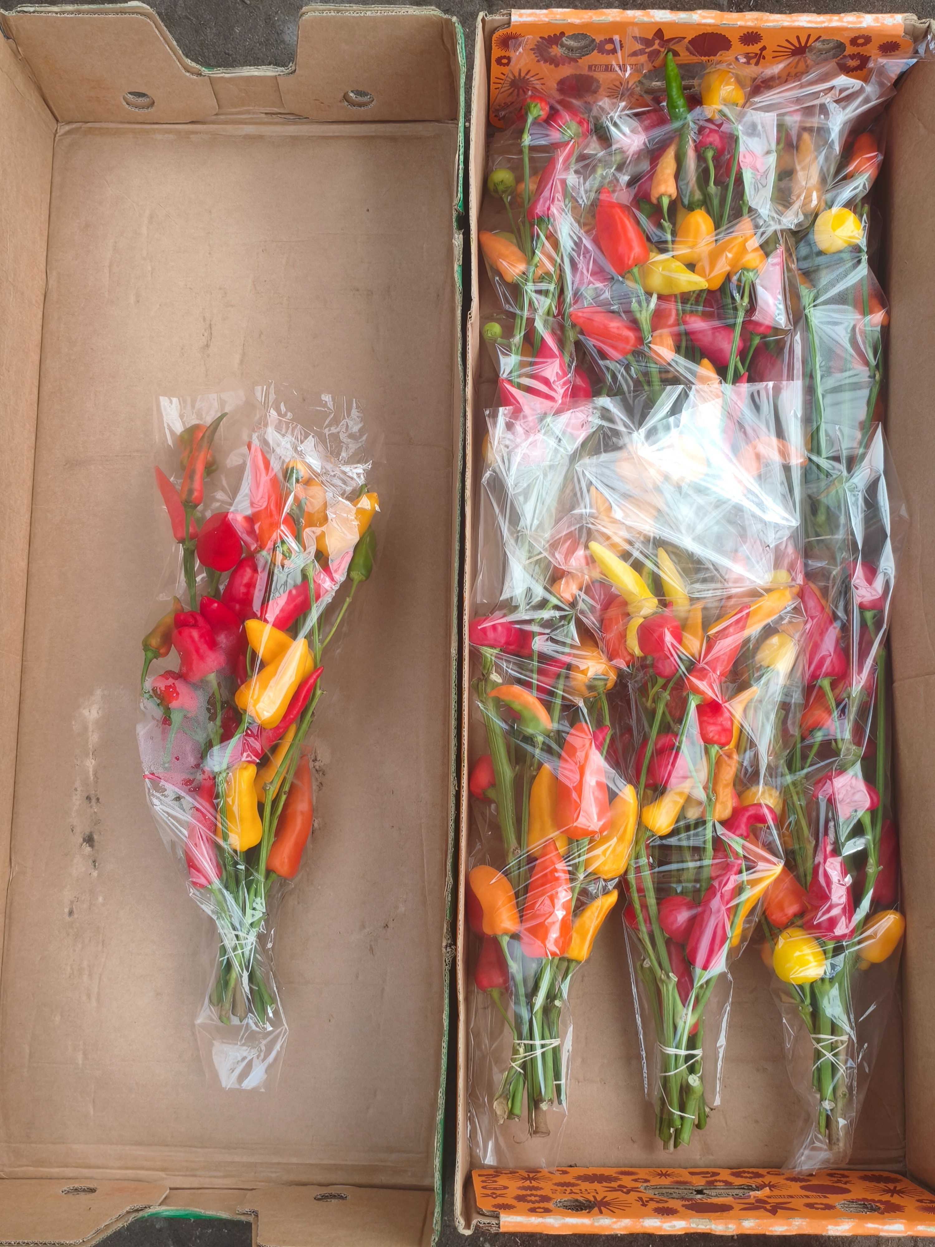 Peppers Per Stem 50cm