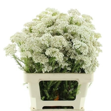 Ozothamus Cooks Snow Whi 60cm
