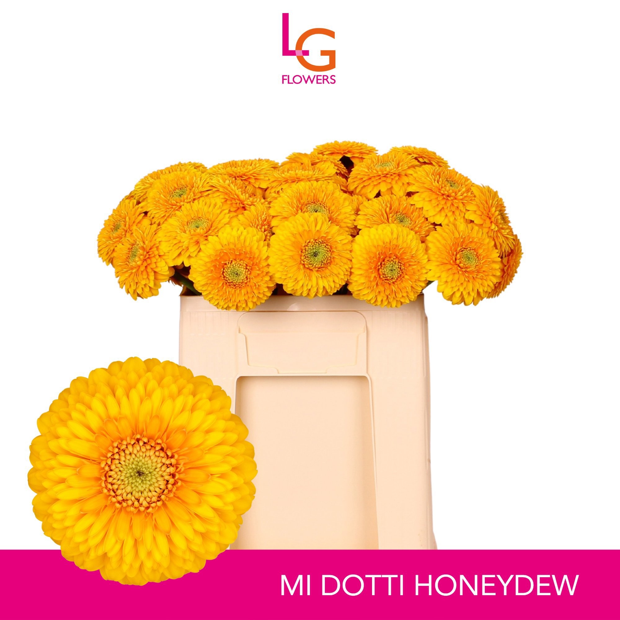 Ge Mb Pom Honeydew