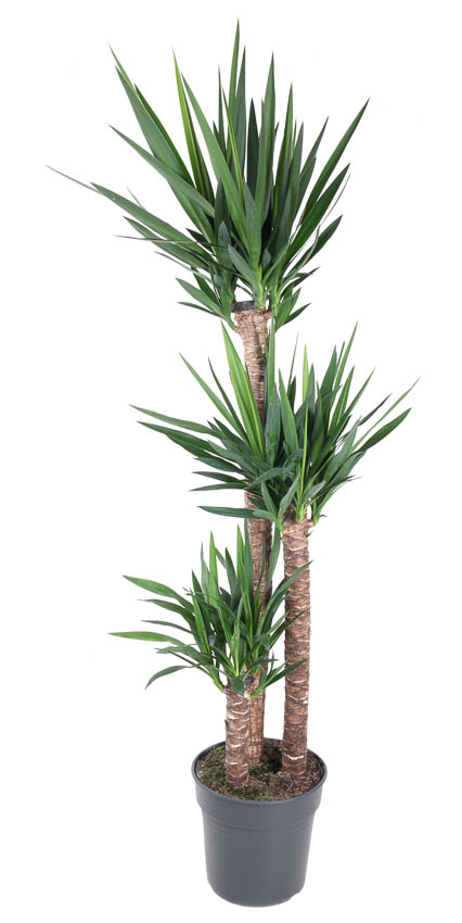 Picture of Yucca 120-90-45 P31 170cm