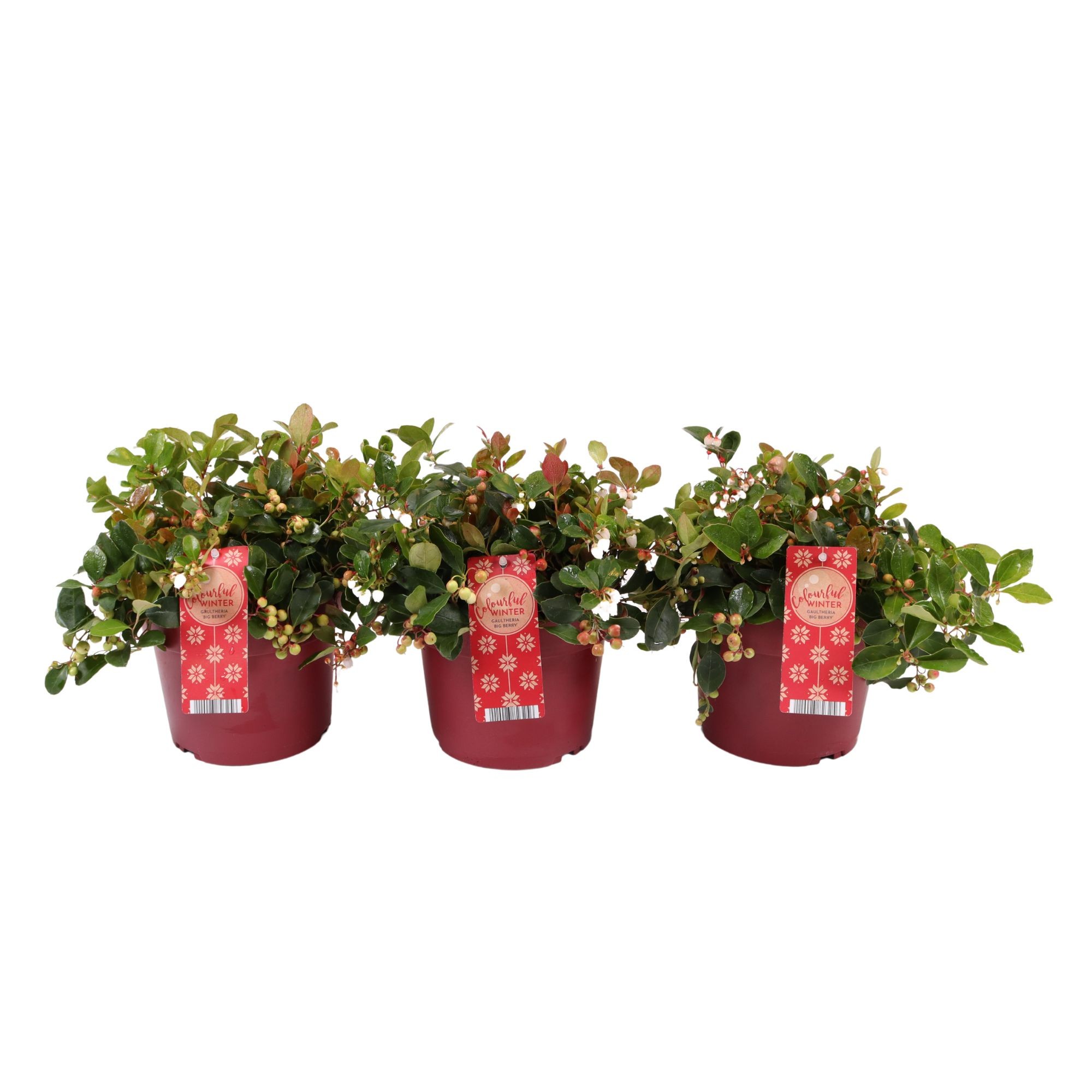 Picture of Gaultheria Big Berry P17 (2 Ltr)