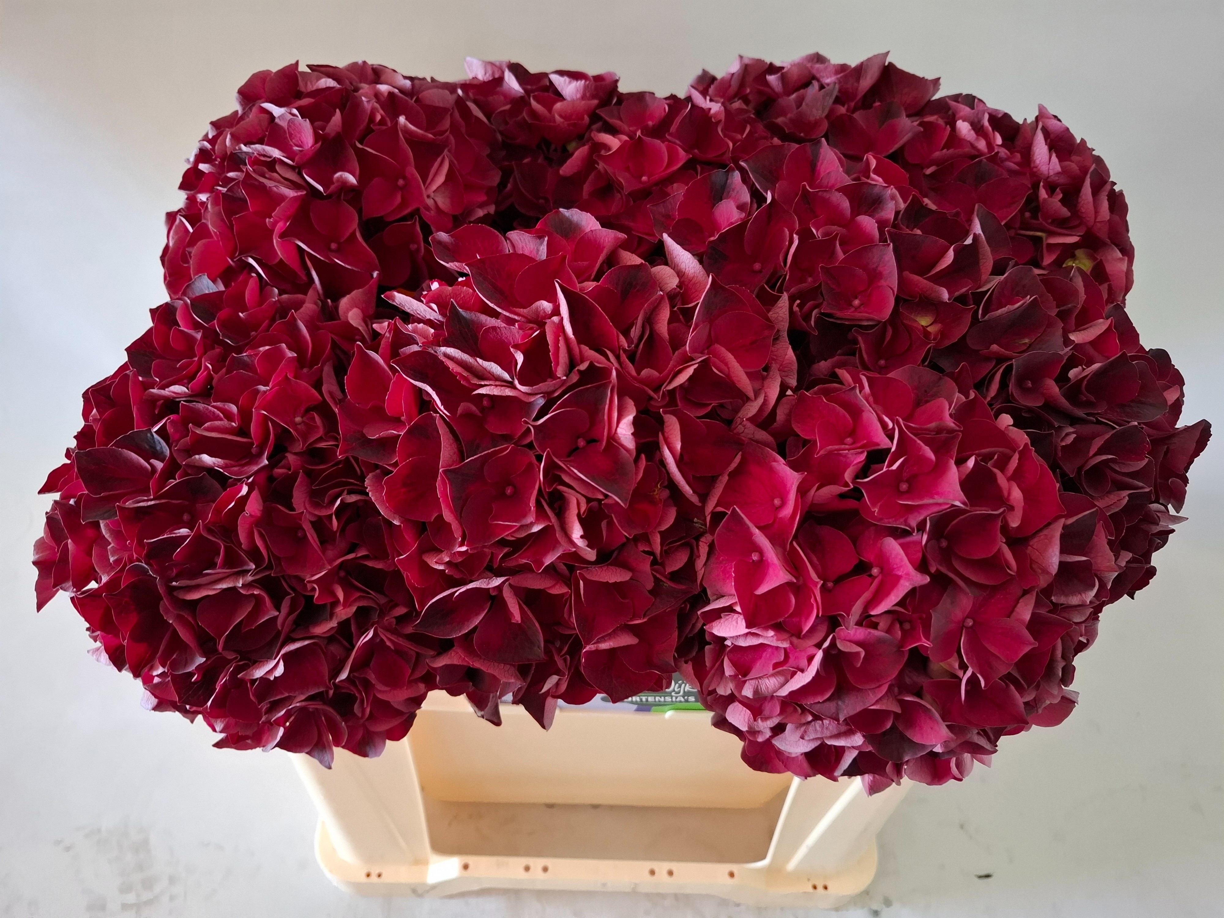 Hydrangea Dark Ruby 50cm 17Ø
