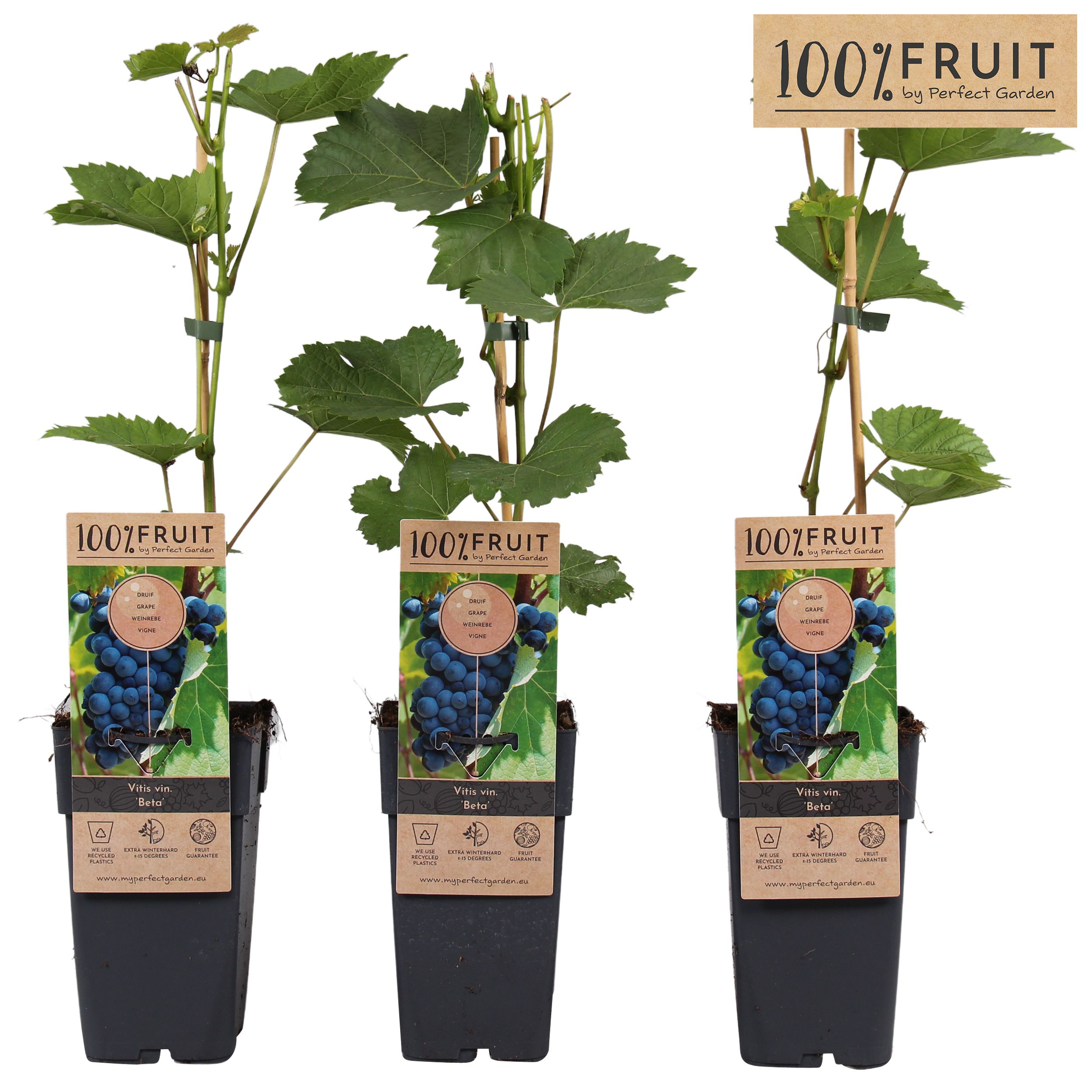 Vitis 'Beta'