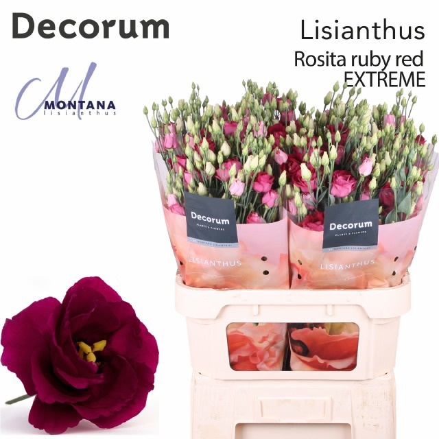Lisianthus Double Rosita Red 90cm