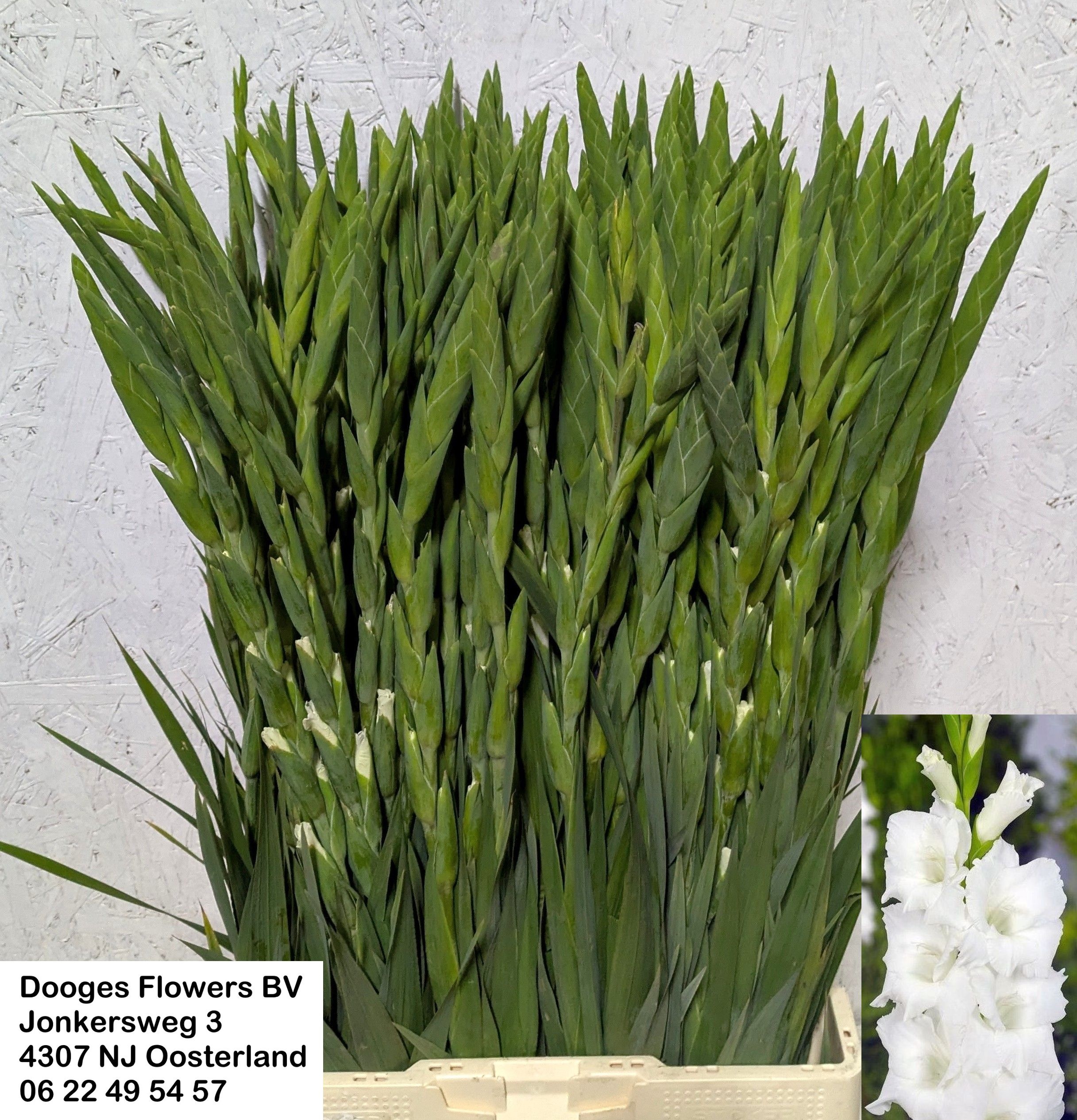 Gladiolus Nova Zembla 80cm 120gram