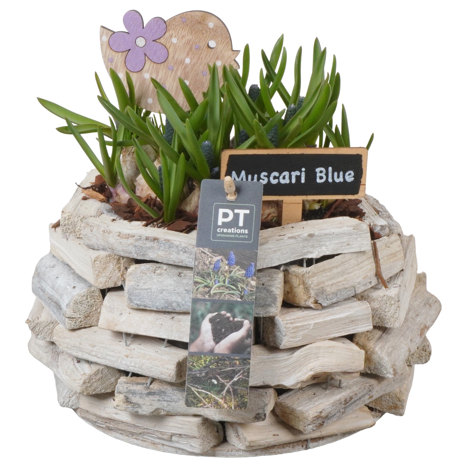 Picture of PTMB1109 Arrangement Muscari in wooden pot P16 19CM