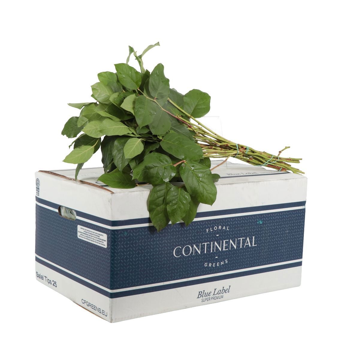 Cutgreens Salal Tips (GAULTHERIA)