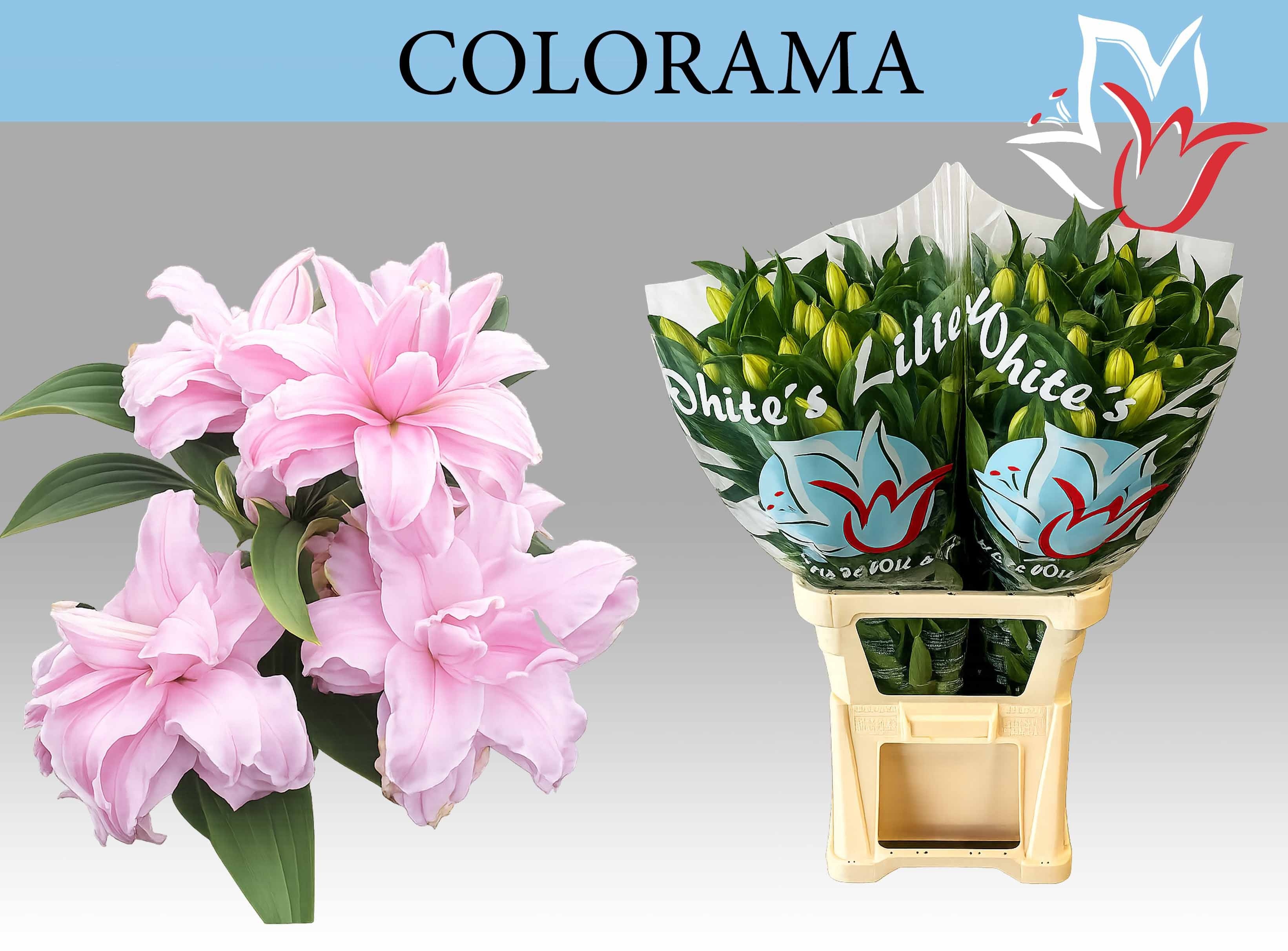Lilium Or Double 90cm 4/5bl