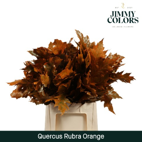 Quercus Rubra L50 Orange