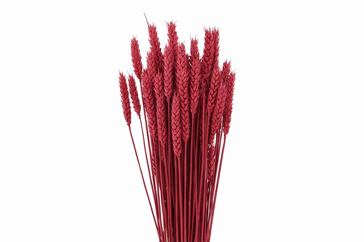 Dried/preserved Flowers Misc 60cm 200gram